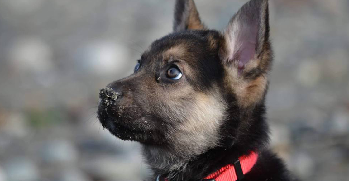 ¡No estamos llorando! A este cachorro le queda muy poco tiempo de vida y así es como disfruta