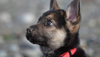 ¡No estamos llorando! A este cachorro le queda muy poco tiempo de vida y así es como disfruta