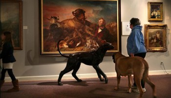 Por que todos los amamos: Habrá un Museo del Perro en Neva York