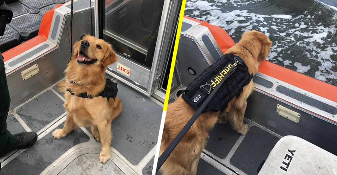 Perrito policía sufrió una sobredosis por inspeccionar a los pasajeros de una fiesta electrónica