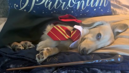 ¡Wingardium leviosa! Este perrito responde a los hechizos de Harry Potter