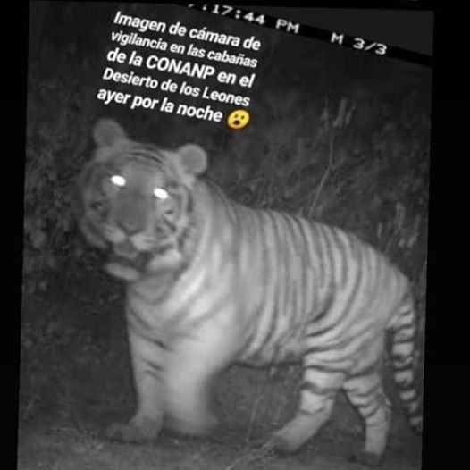 Ni se emocionen, el tigre del Desierto de los Leones es "solo un rumor"