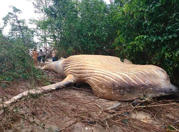 Una ballena fue hallada muerta en medio del Amazonas y nadie se explica cómo llegó ahív