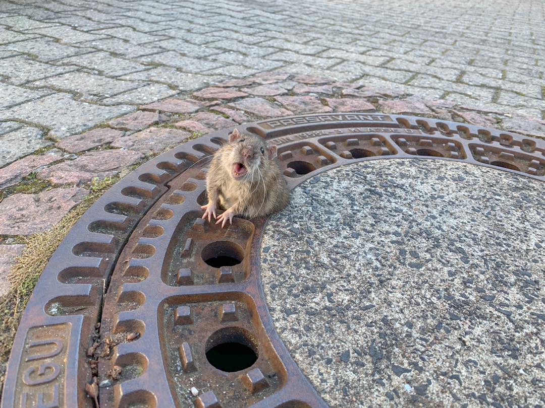 ¡También necesitan amor! Esta rata gorda quedó atrapada en una alcantarilla y la rescataron