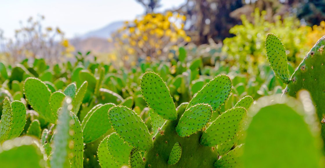 Electricidad a la mexicana: En nuestro país se genera energía a partir del nopal