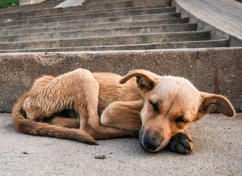 Ambudog, la primer ambulancia para animales en México