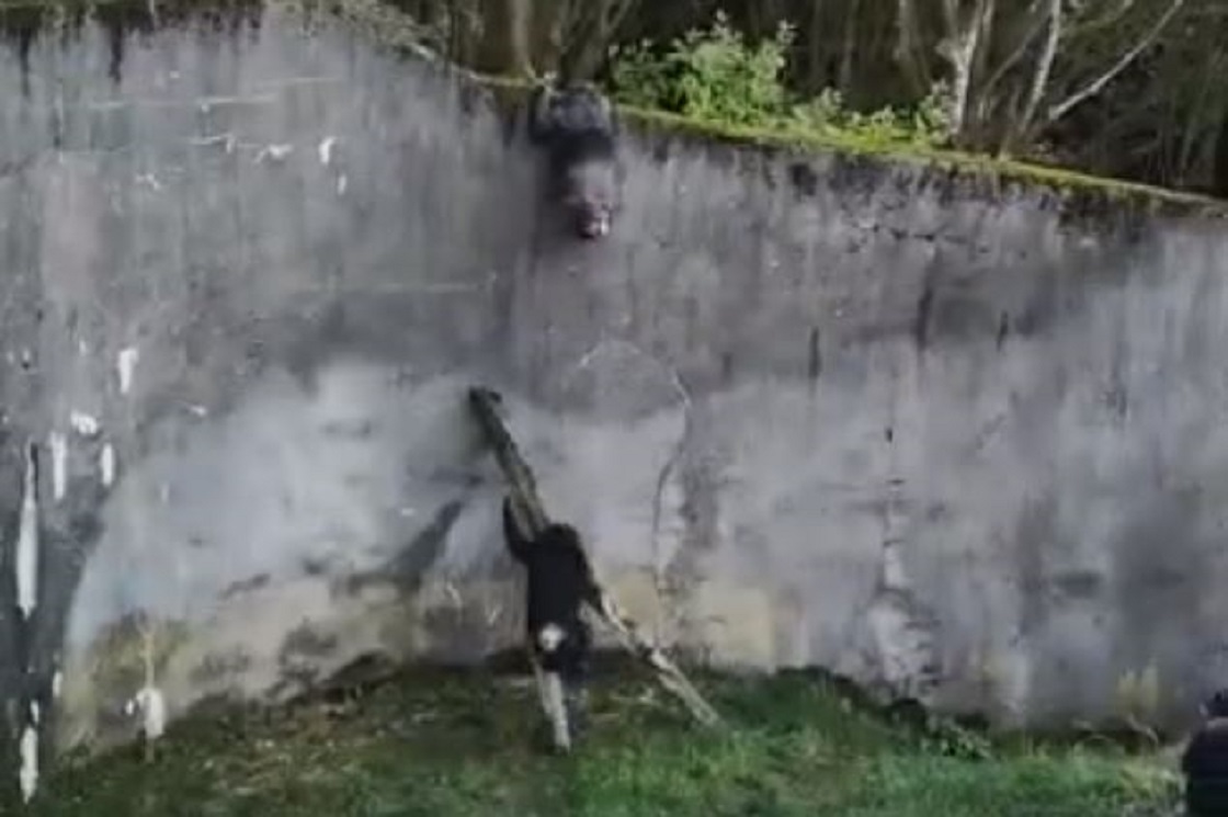 Chimpancés escapan de un zoológico