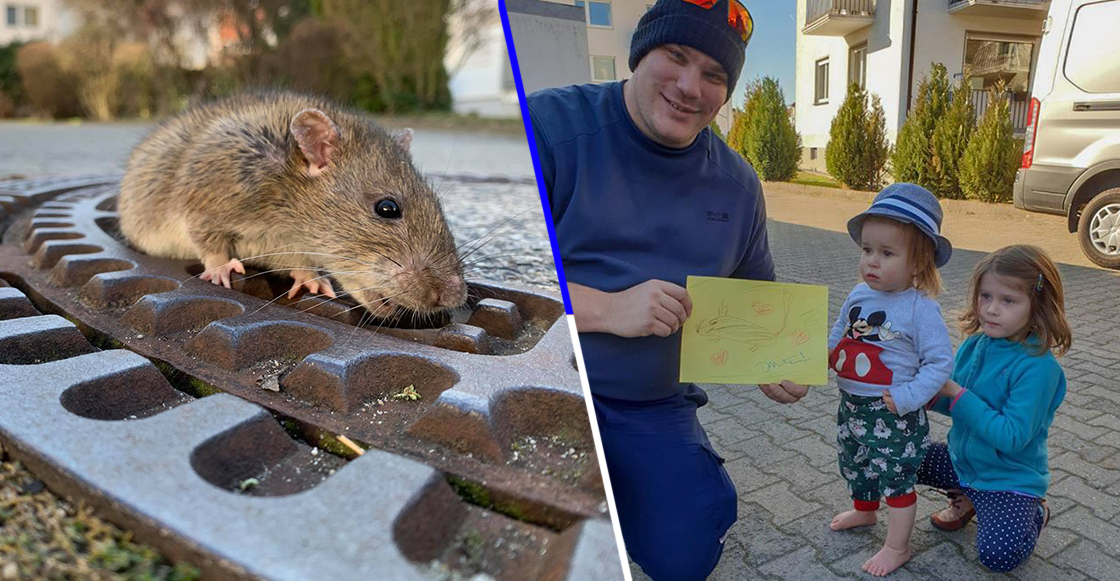 ¡También necesitan amor! Esta rata gorda quedó atrapada en una alcantarilla y la rescataron