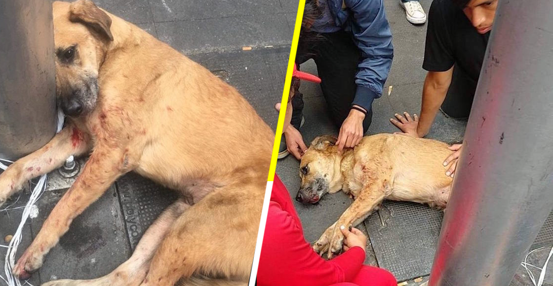 La PGJCDMX ya busca a los sujetos que arrojaron a 2 perritos de un techo