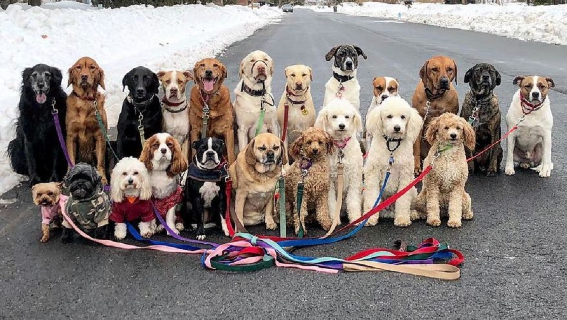 Perritos que salen a pasear - Instagram