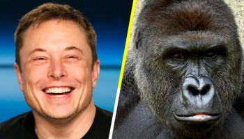 Coches eléctricos, viajes espaciales y ahora Elon Musk lanza el rap de Harambe