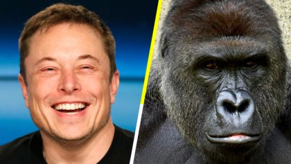 Coches eléctricos, viajes espaciales y ahora Elon Musk lanza el rap de Harambe