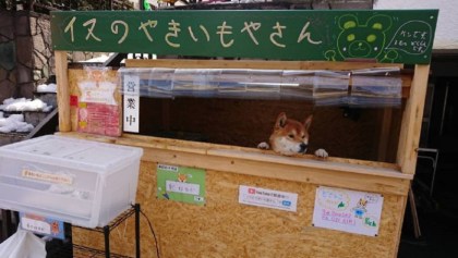 El perrito que atiende un puesto de papas en Japón