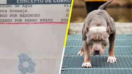 Lero lero: Mujer utiliza a su pitbull para evitar lectura de agua y la multan con $500