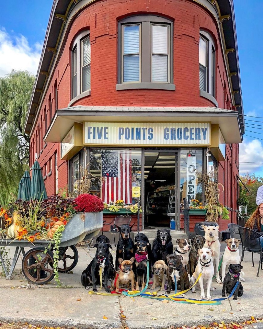 Perritos que salen a pasear - Instagram