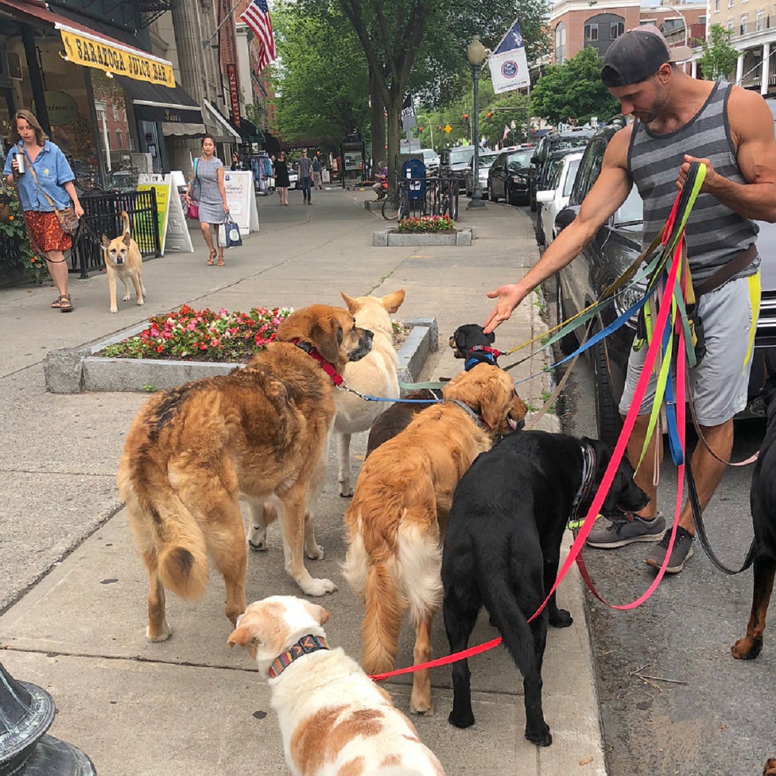 Perritos que salen a pasear - Instagram