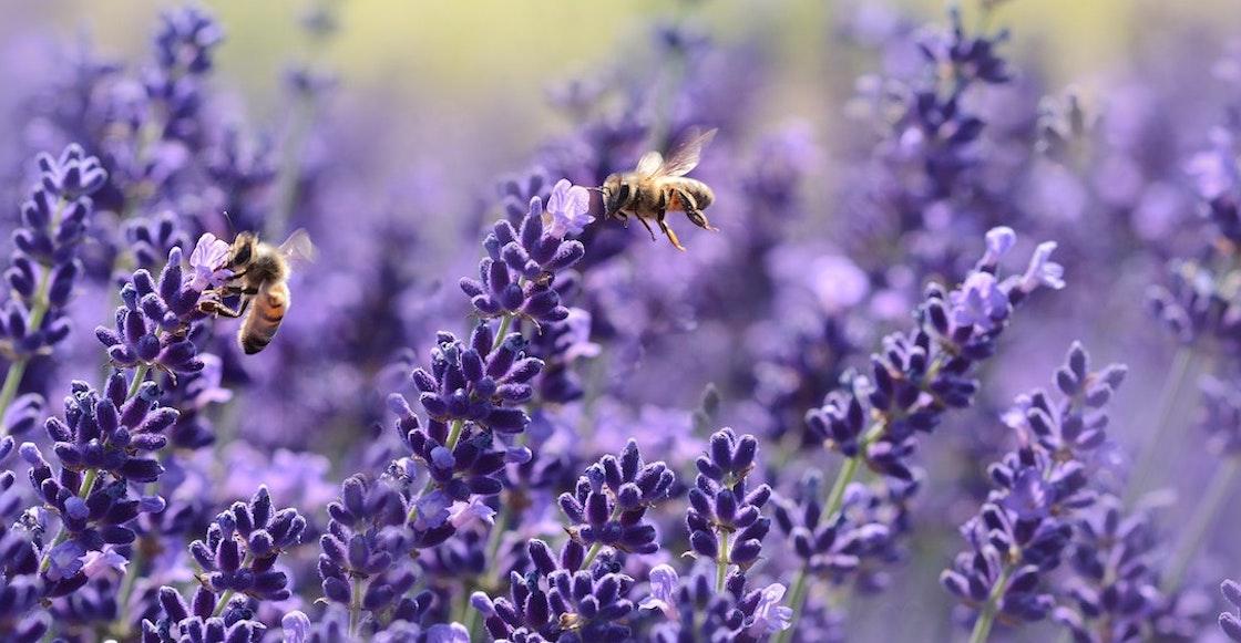 'Apocalíptica' la situación para las abejas mexicanas, alerta investigador de la UNAM