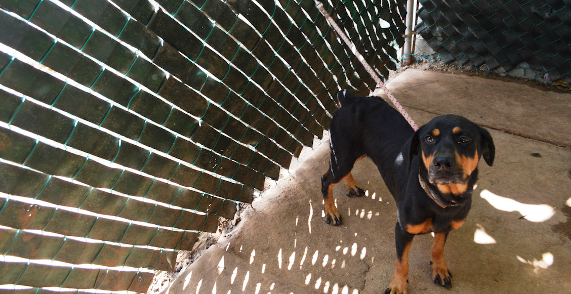 En defensa de los animales, Jalisco castigará con prisión su maltrato y la tortura