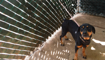 En defensa de los animales, Jalisco castigará con prisión su maltrato y la tortura