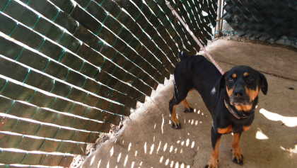 En defensa de los animales, Jalisco castigará con prisión su maltrato y la tortura