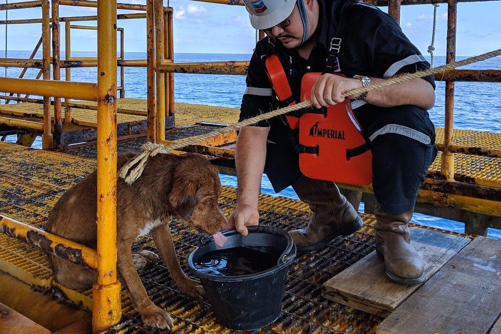 WTF? Encontraron a un perro nadando a más de 200 kilómetros de la costa