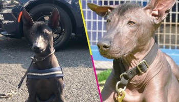 ¿Sabías que en la Policía Federal hay un oficial llamado Dante? Es un xoloitzcuintle