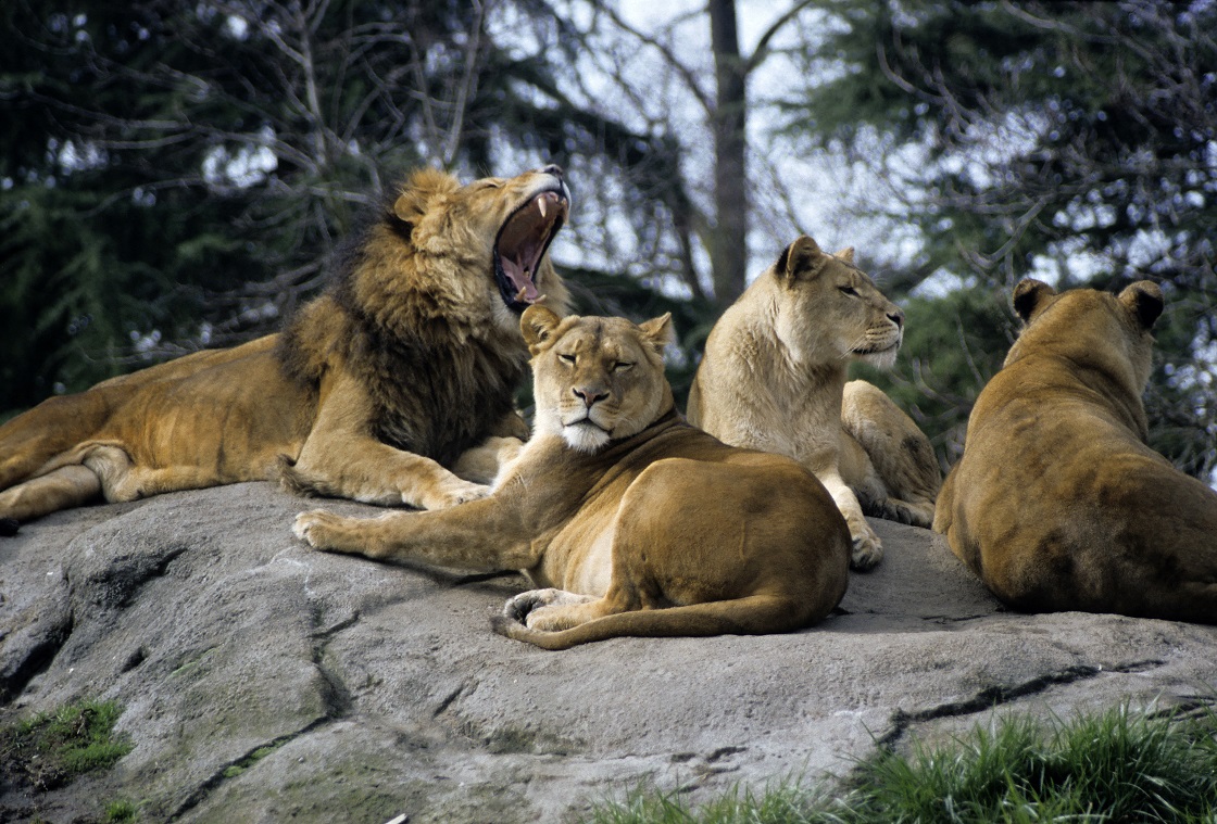 Reportan que cuatro leones escaparon en Zumpango, Estado de México