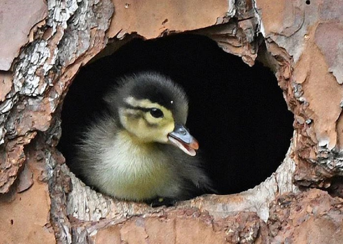 Un búho criando a un patito