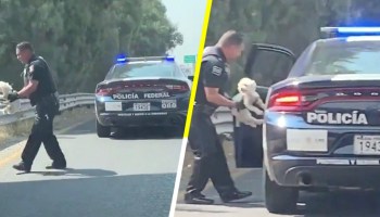 ¡Heroé! Así fue como un policía federal rescató a un cachorrito abandonado en plena carretera