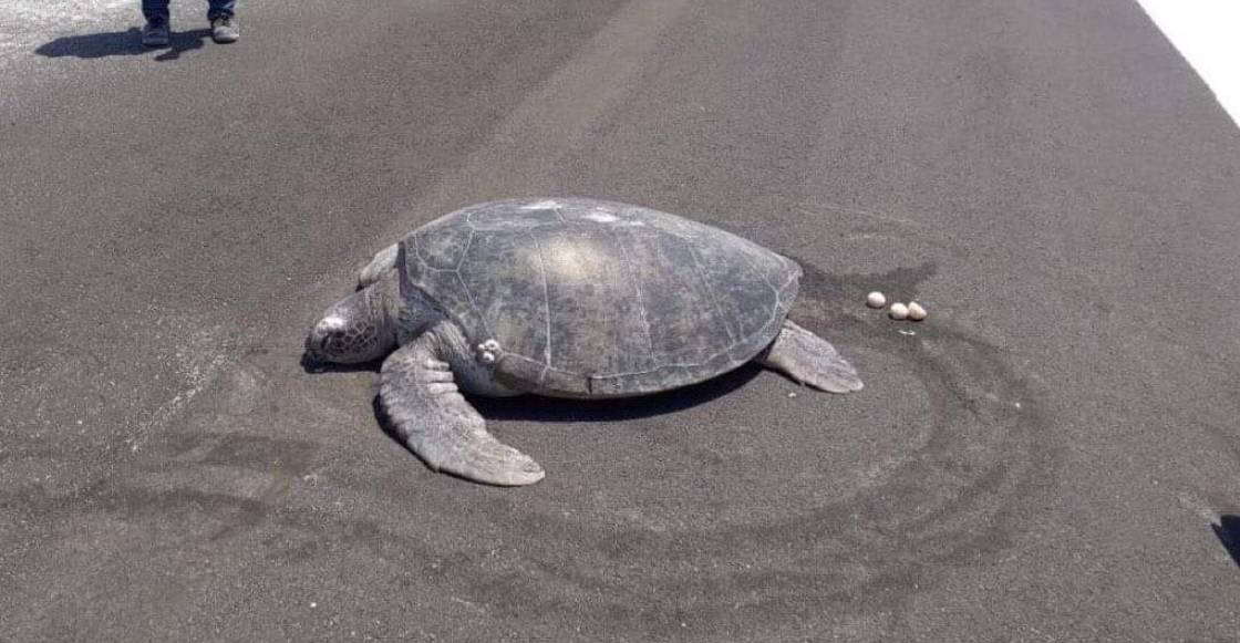 Tortuga sale del agua para anidar y se da cuenta que la playa es ahora un aeropuerto