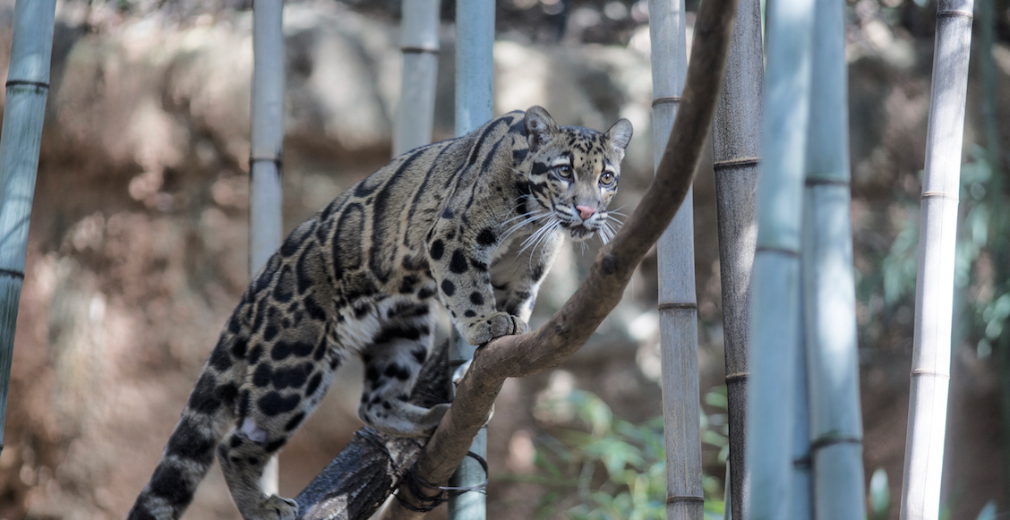 Es ahora o nunca: ONU alerta sobre la extinción de un millón de especies