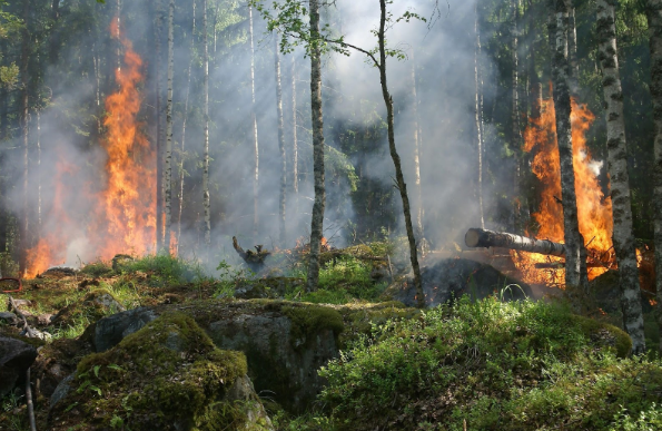 Incendio forestal