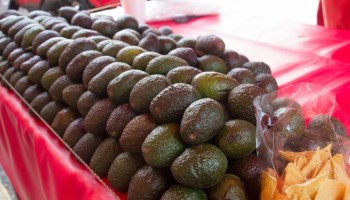 Con los aranceles de Trump, ¿qué va a pasar con el aguacate en Estados Unidos?