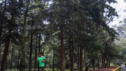 Ante los problemas ambientales, gobierno CDMX planea sembrar 10 millones de árboles y plantas