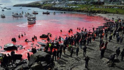 Las impactantes imágenes del mar rojizo que dejó una matanza de ballenas y delfines