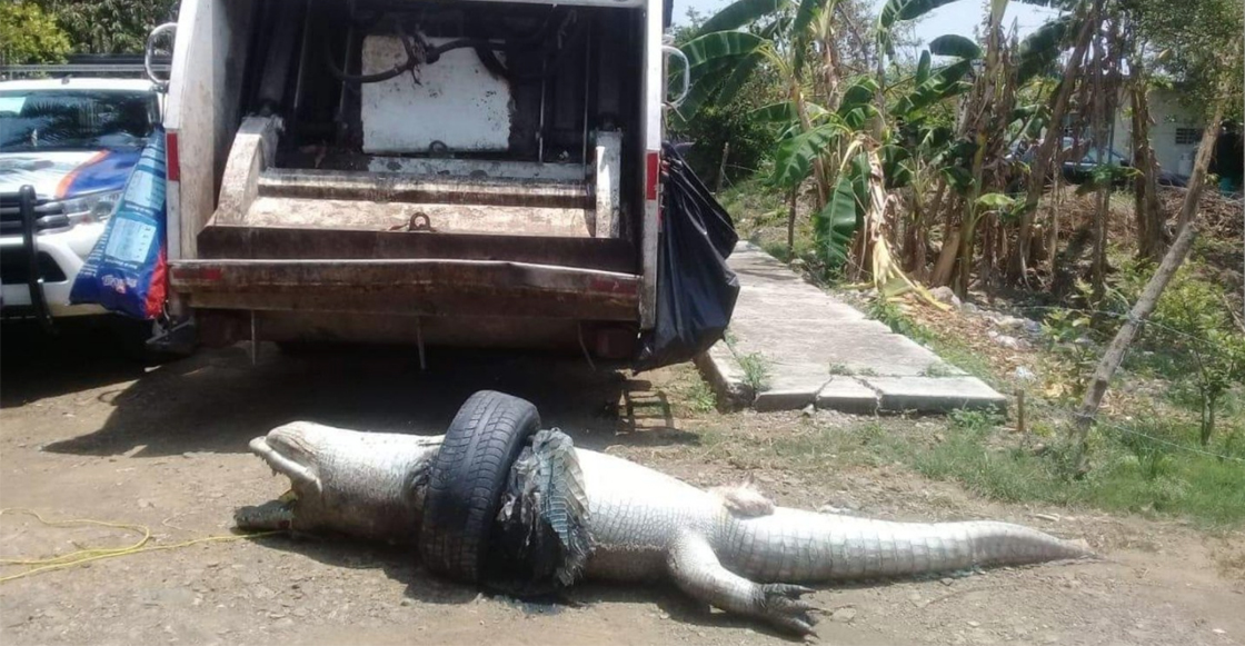 ¡Que triste! Un cocodrilo murió asfixiado en Veracruz por atorarse en una llanta