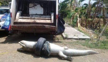 ¡Que triste! Un cocodrilo murió asfixiado en Veracruz por atorarse en una llanta