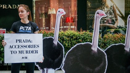 ¡Hurra! Prada dejará de usar pieles de animales a partir de su colección verano 2020