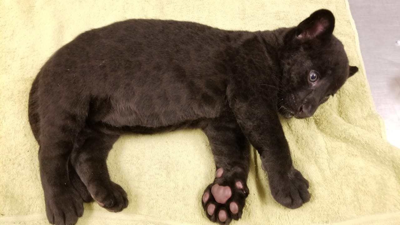 ¡Awww! Nació el primer jaguar macho en cautiverio del Zoológico de Culiacán 