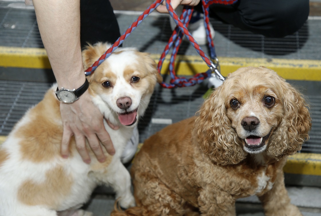 Cómo acercarse y acariciar a un perro