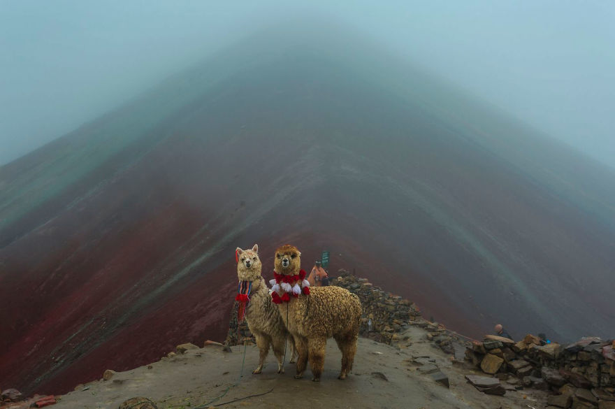 cabras-natgeo