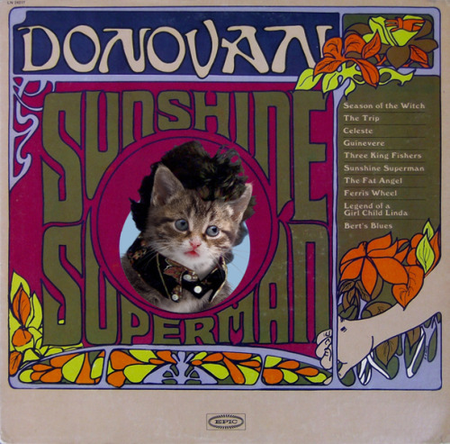 Gatos se robaron las portadas de tus discos favoritos