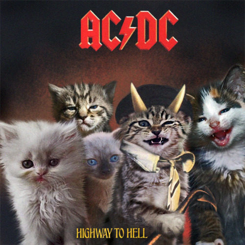 Gatos se robaron las portadas de tus discos favoritos