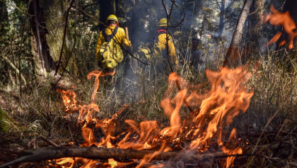 En lo que va de 2019, 17 brigadistas han perdido la vida por sofocar los incendios: Conafor