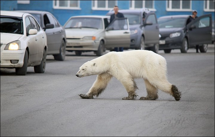 oso-polar-basurero-ciudad-rusia-hambre-cansado-01