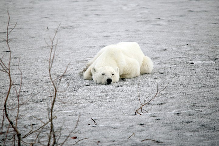 oso-polar-basurero-ciudad-rusia-hambre-cansado-02