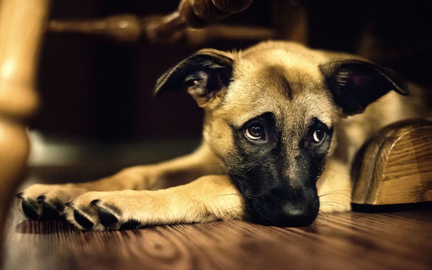 La ciencia lo confirma Esta es la razón por la que nadie se resiste a la mirada tierna de los perros