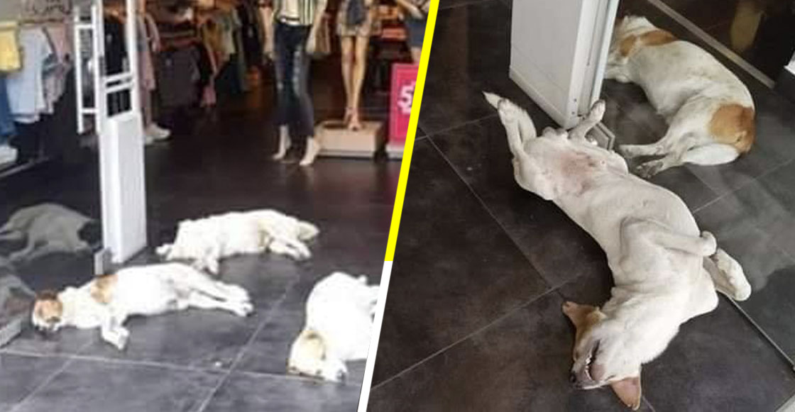 ¡Bravo! Esta tienda de ropa deja que los perritos se metan a su negocio para refugiarse del calor