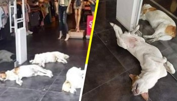 ¡Bravo! Esta tienda de ropa deja que los perritos se metan a su negocio para refugiarse del calor