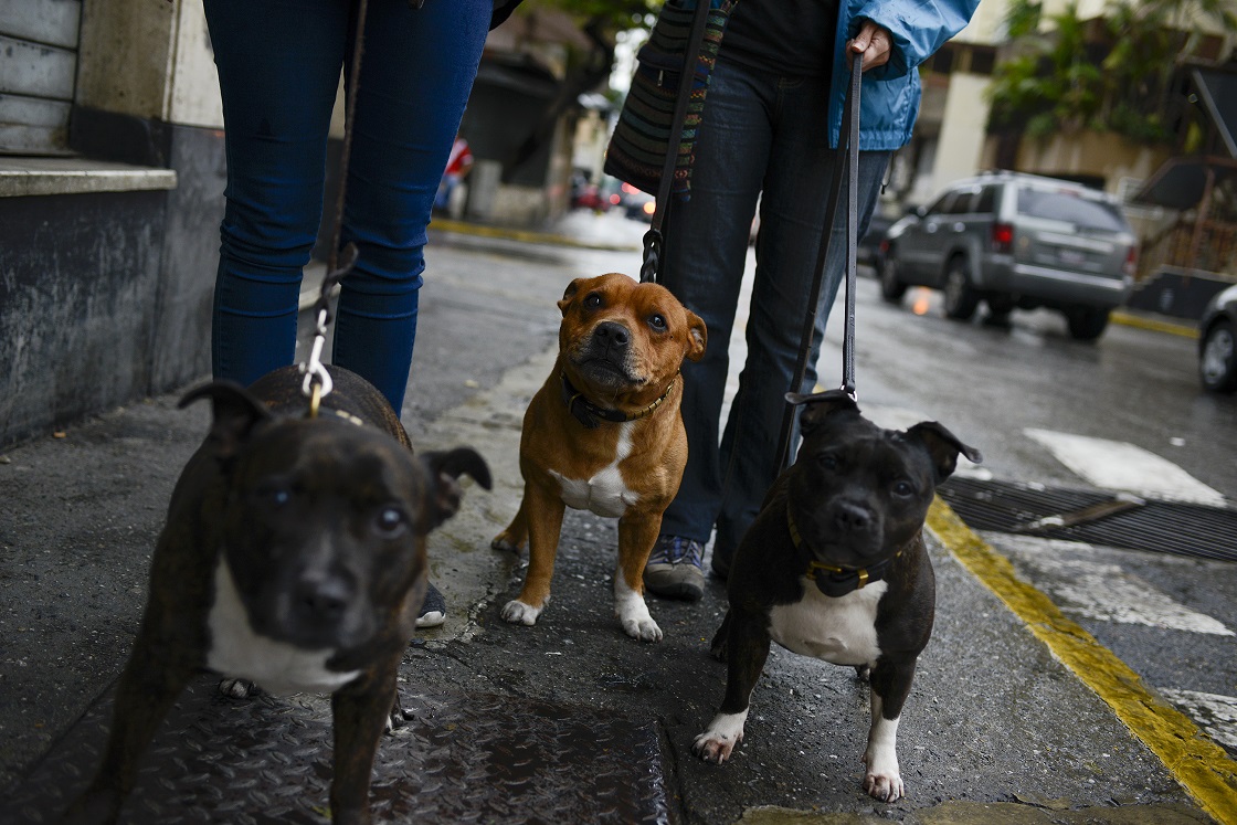 Cómo acercarse y acariciar a un perro